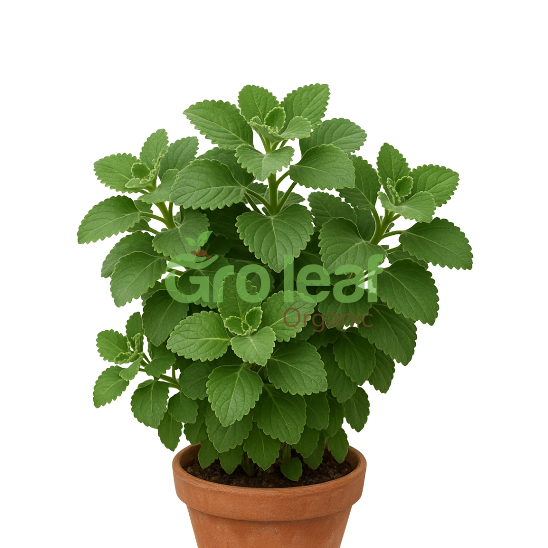Carom Seeds - Image 1