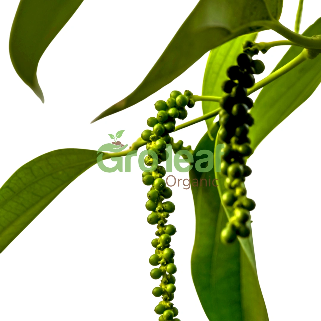 Black pepper - Image 1