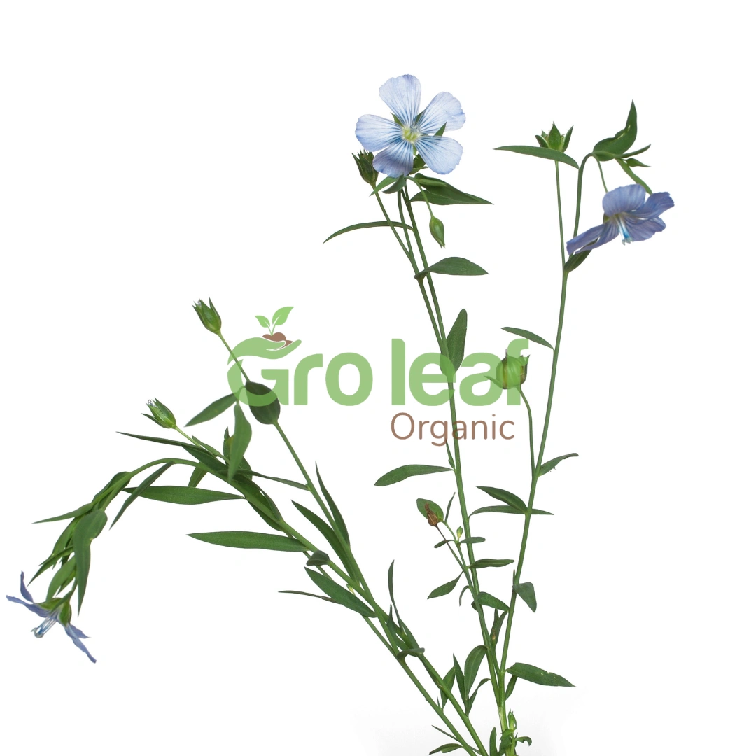 Flax Seeds - Image 1