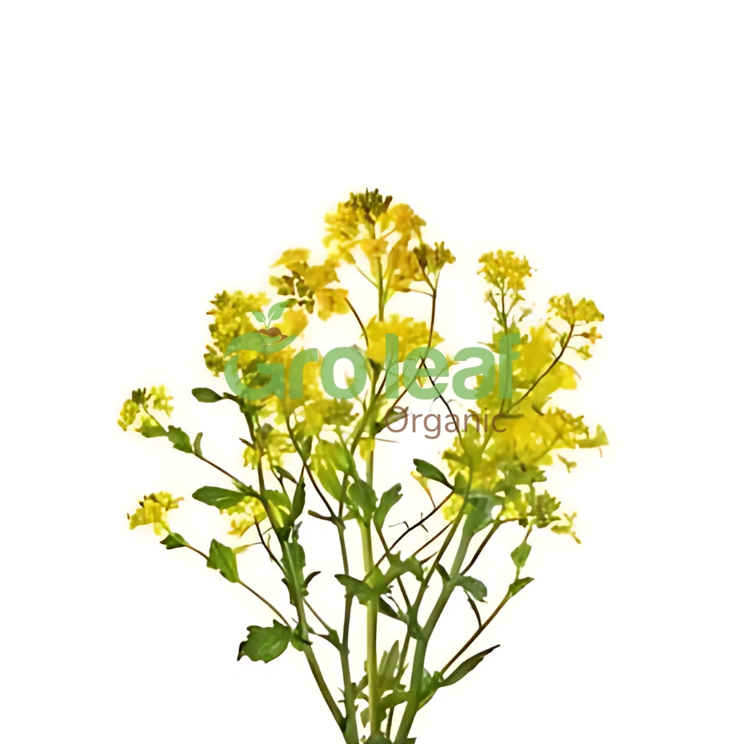 Mustard Seed - Image 1
