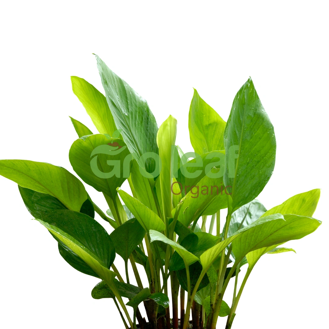 Turmeric Powder - Image 1