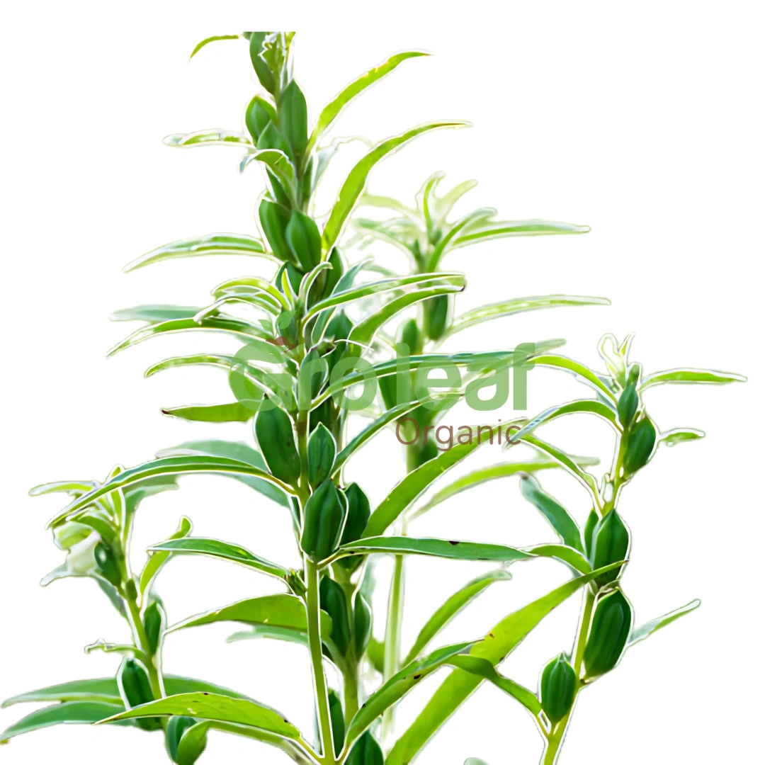 Natural Sesame Seeds - Image 1