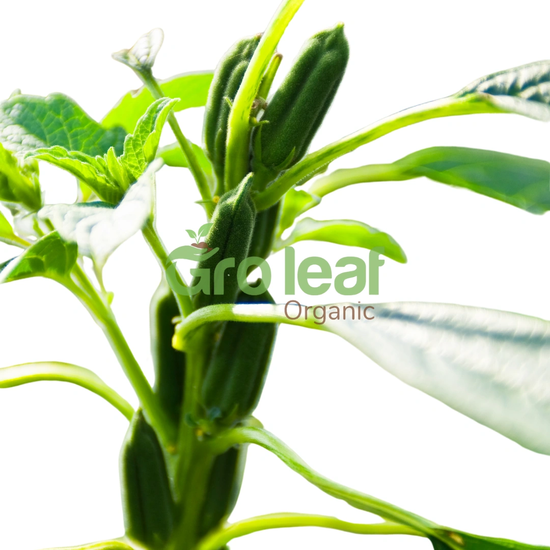 Hulled Sesame Seeds - Image 1